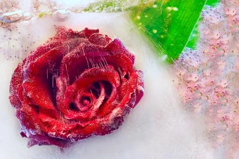 Rose in ice Stock Photos