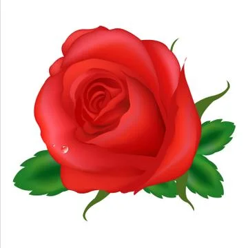 Rose Stock Illustration