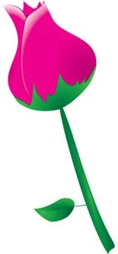 Rose Stock Illustration