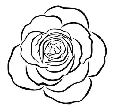 Rose Stock Illustration