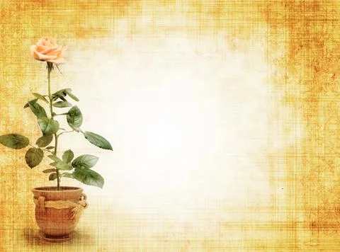 Rose Stock Illustration