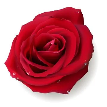 Rose Stock Illustration