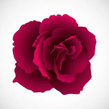 Rose Stock Illustration