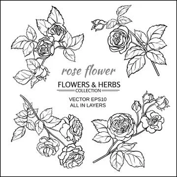 Rose Stock-Illustration