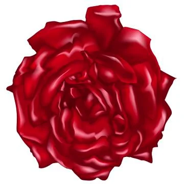 Rose Stock Illustration