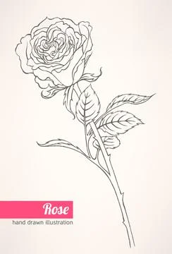Rose Stock Illustration