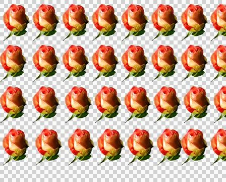 Rose Stock Illustration