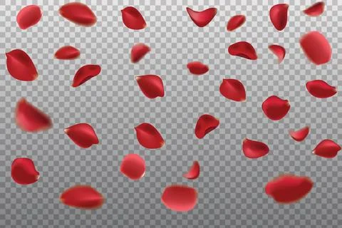 Rose Stock Illustration