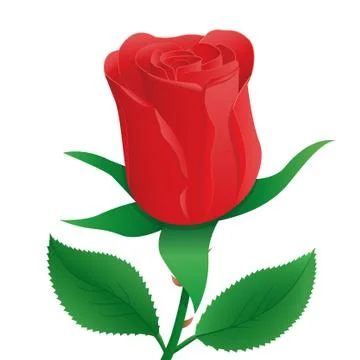 Rose Illustration Illustrazione stock