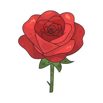Rose illustration Ilustração Stock
