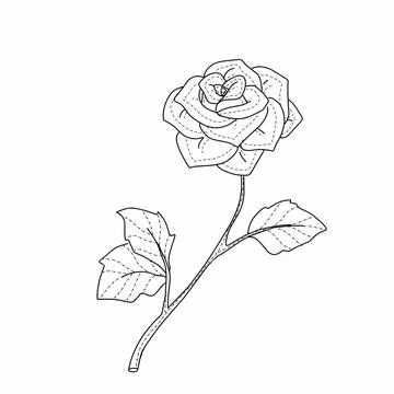 Rose illustration line art Stock Illustration