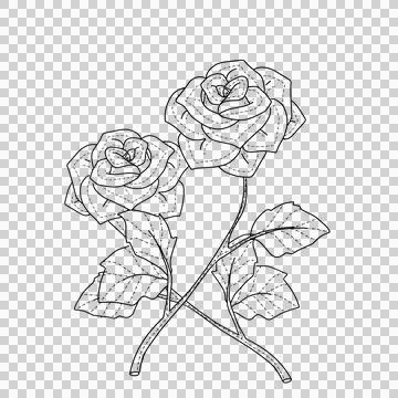 Rose illustration line art Stock Illustration