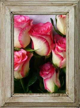 Rose in the image Stock Photos