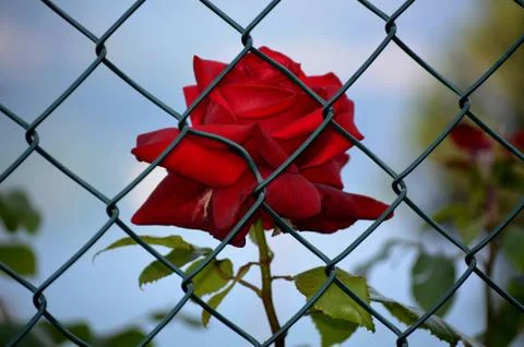 Rose imprisoned Stock Photos