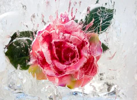 Rose inside ice Stock Photos