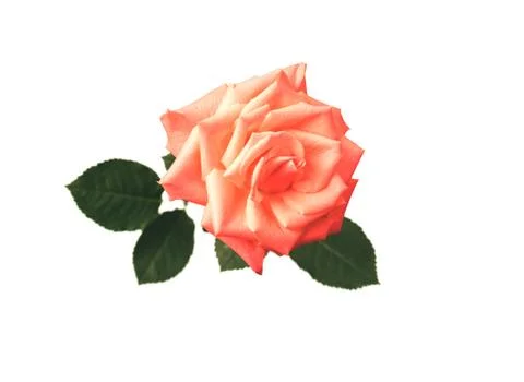 Rose on an isolated background Stock Photos