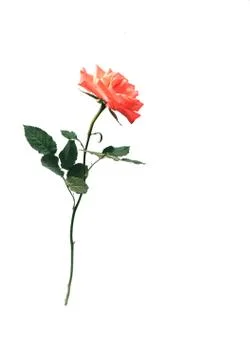 Rose on an isolated background Stock Photos