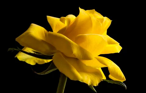 Rose isolated on a black background Stock Photos