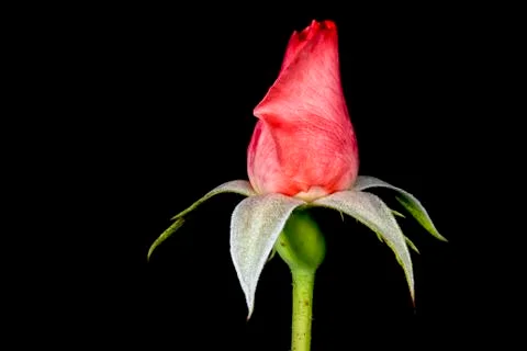Rose isolated on black background Stock Photos
