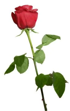 Rose isolated Stock Photos