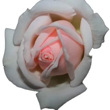 Rose isolated Stockfoto's