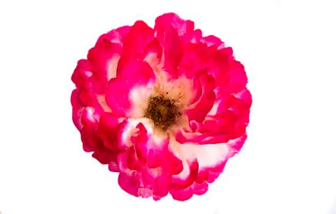 Rose isolated Stock Photos