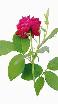 Rose isolated on a white background with full depth of field Stock-Fotos