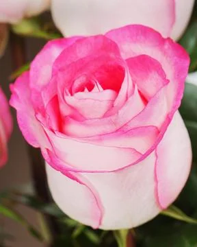 Rose isolated on white background Stock Photos