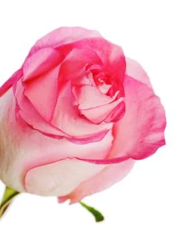 Rose isolated on white background Stock Photos