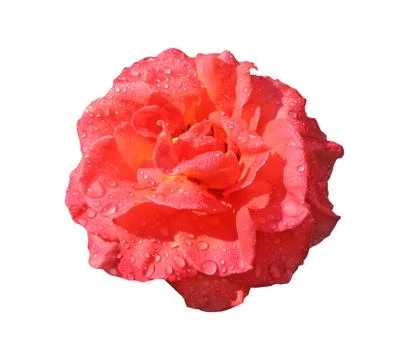 Rose, isolated on white background Stock Photos