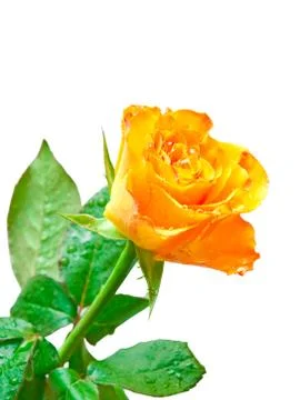 Rose isolated on white background Stock Photos