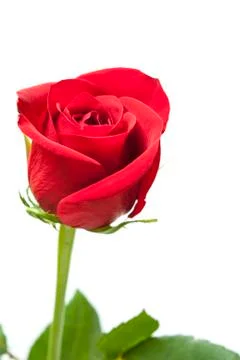 Rose isolated on white background Stock Photos