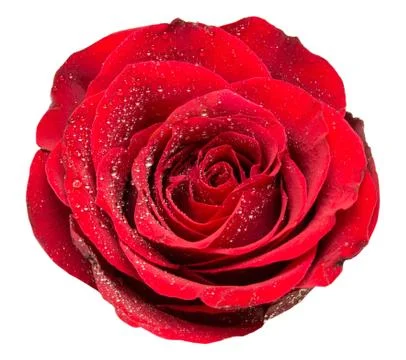 Rose isolated on white background Stock Photos