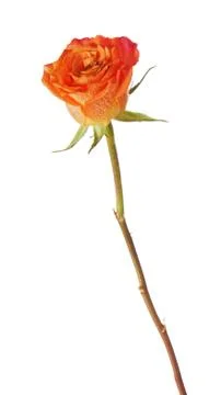 Rose isolated on white background. Stock Photos