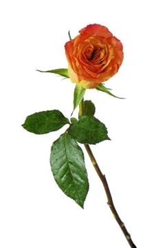 Rose isolated on white background. Stock Photos