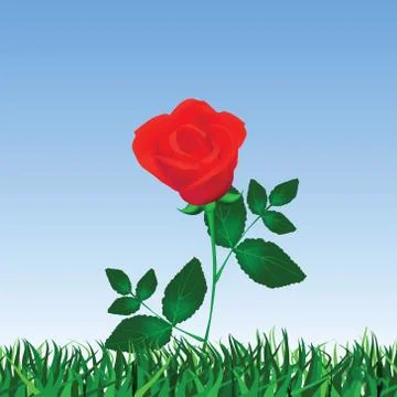 Rose isolated on white 스톡 일러스트