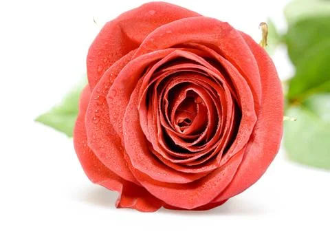 Rose isolated on white Stock Photos