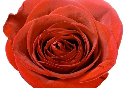 Rose isolated on white Stock Photos