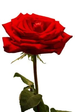 Rose isolated on white. Stock Photos