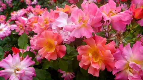 The rose Jazz in summer Stock Footage 71450057