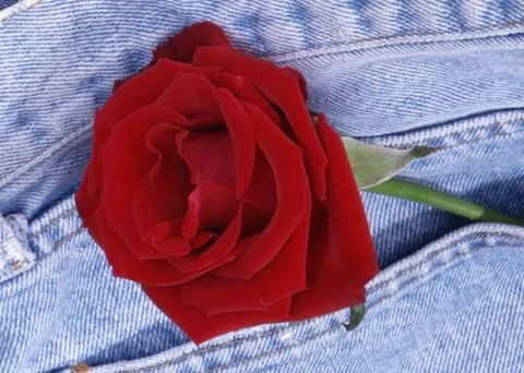 Rose in jeans. Stock Photos