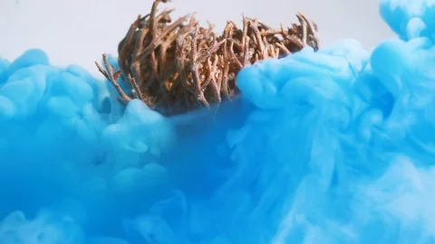 Rose Of Jericho Stock Footage 113136799