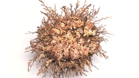 Rose of Jericho opens, white background , 40 sec, 4K , high angel, close up Stock Footage 80123947