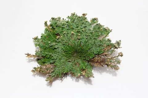 Rose of Jericho Stock Photos