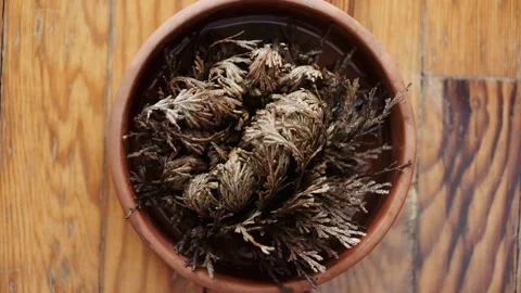 Rose of jericho - Plant resurrection 動画素材 250089846
