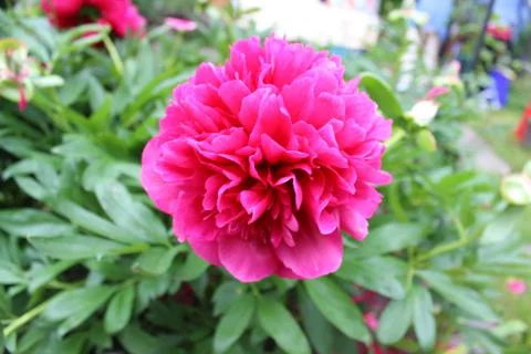 Rose in June Stock Photos