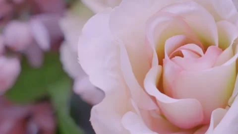 Rose (KenBrns) Stock Footage 270476956