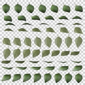 Rose Leaf 3d Rotation Sequence Stock Illustration