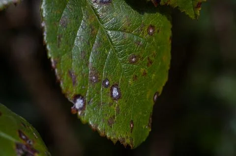 Rose Leaf Affected by Black Spot Fungus Disease Stock Photos