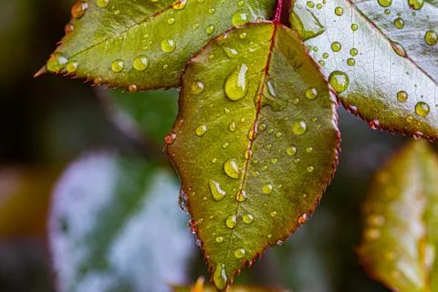 Rose leaf after rain, Dijon, France, March 2020 (photo) Stock Photos